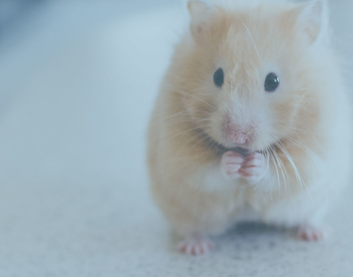 mice used for conditioning similar to human manipulation tactics