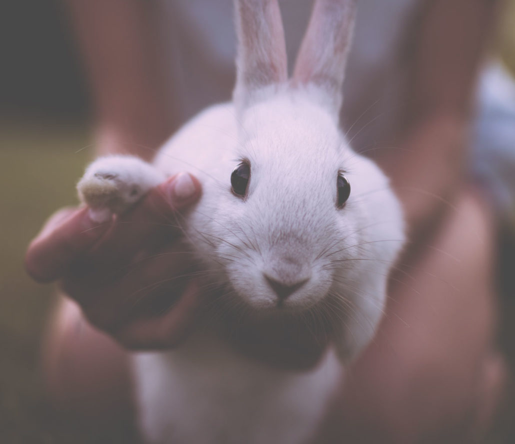 white bunny rabbit was used in conditioning experiments for children that resembled fear mongering